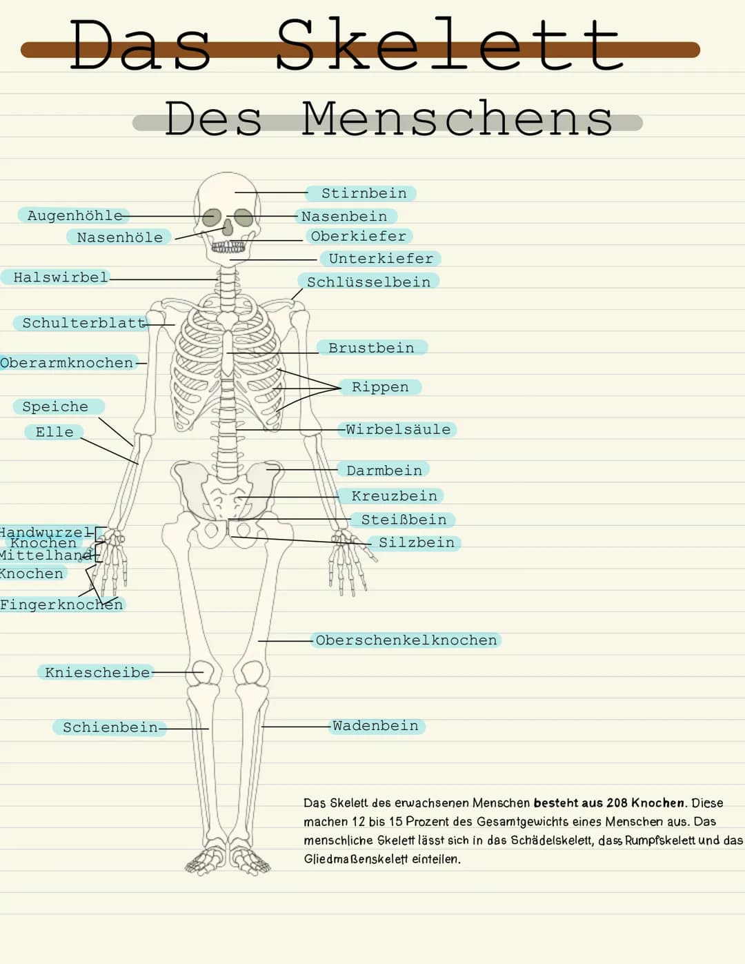 # Das Skelett

Des Menschens

Augenhöhle

Nasenhöle

Halswirbel

Schulterblatt

Oberarmknochen-

Stirnbein

Nasenbein

Oberkiefer

Unterkief