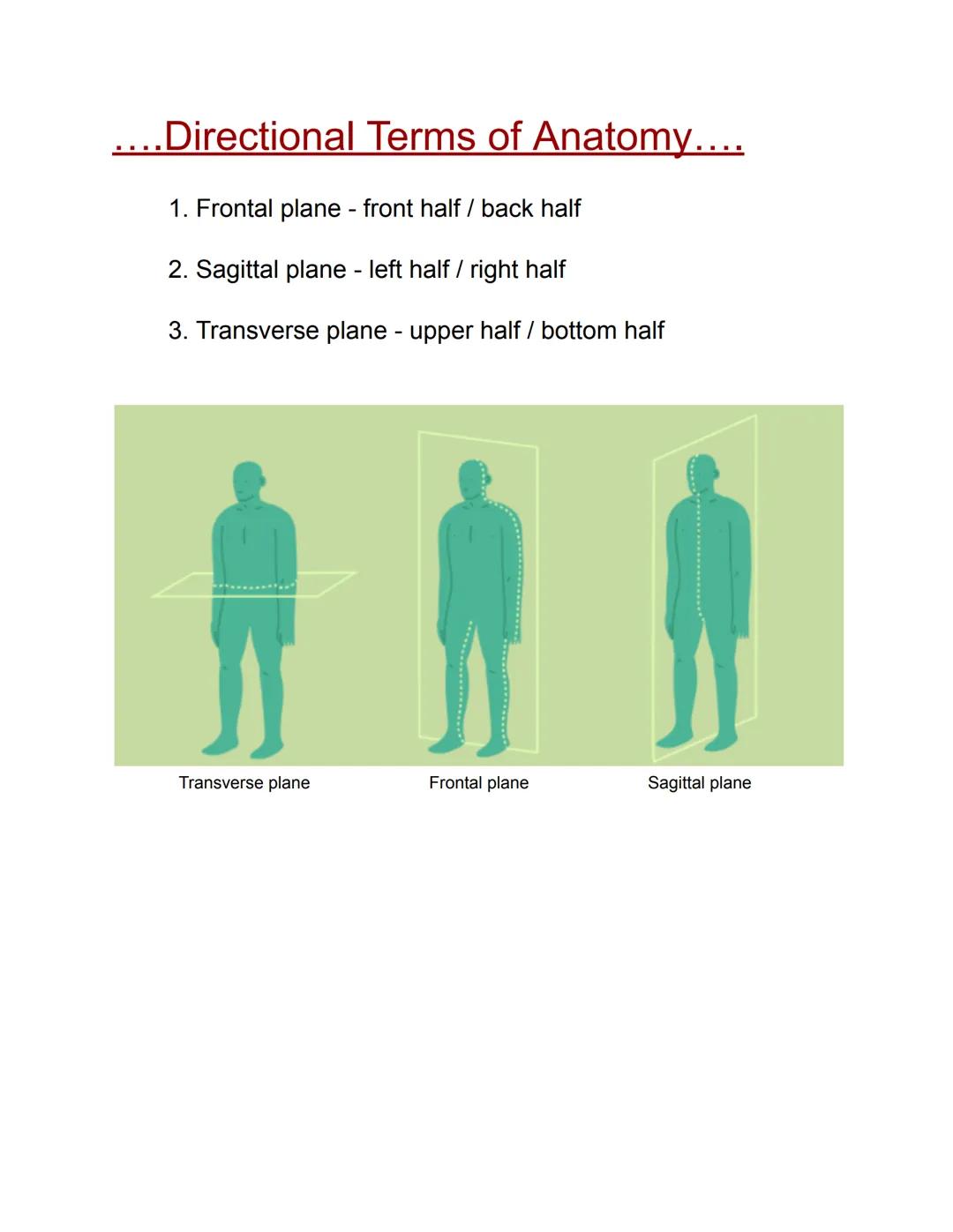 ....Directional Terms of Anatomy....

1. Frontal plane - front half / back half
2. Sagittal plane - left half / right half
3. Transverse pla