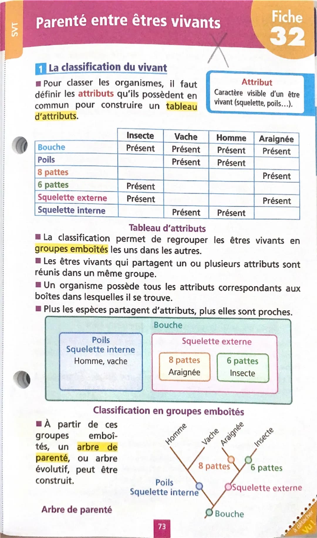 # Parenté entre êtres vivants

Fiche
32

1 La classification du vivant

■ Pour classer les organismes, il faut
définir les attributs qu'ils 