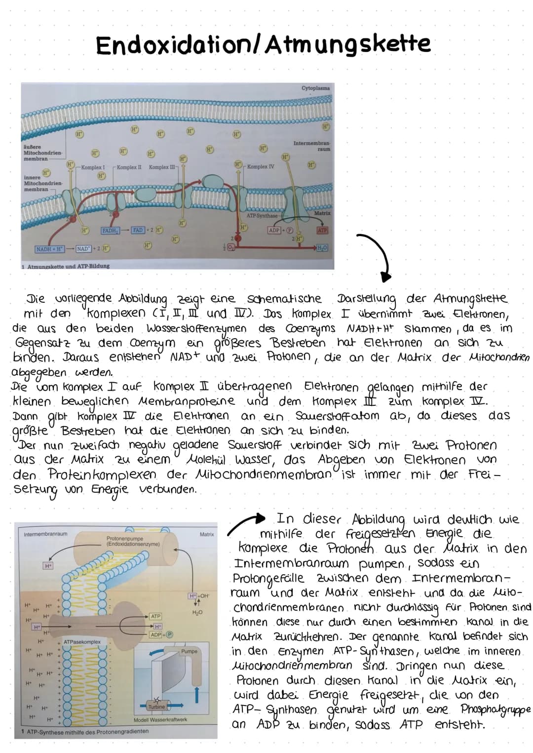 # Endoxidation/Atmungskette

Mitochondri

Komplex II Komplex III-

Komplex IV

Inn
Mitochondrien

O FADHFAD-200

NADH NADH

1 Atmungskette u