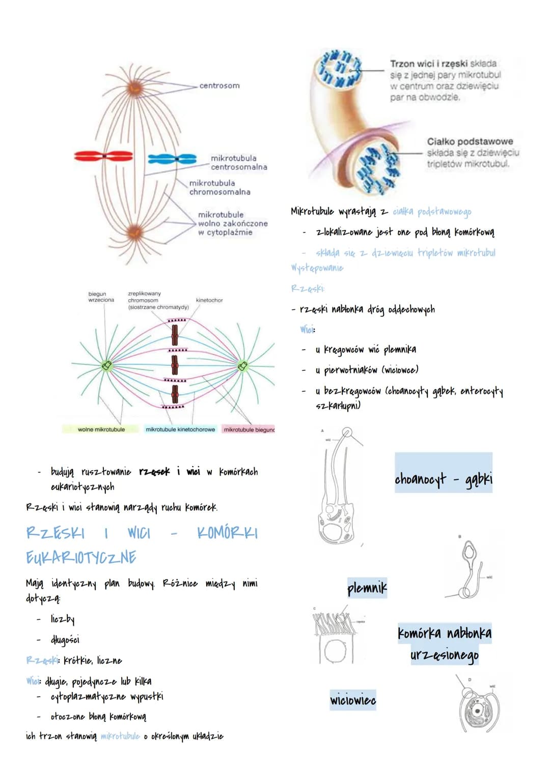 # CYTOPLAZMA

WNĘTRZE KOMÓRKI

- jądro komórkowe
- cytoplaz-ma

CYTOPLAZMA

- aytozol -półpłynny składnik cytoplaz-my
- organelle komórkowe 