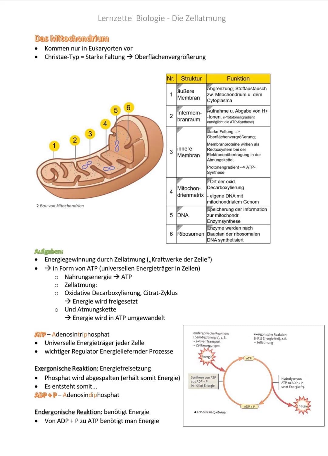 Lernzettel Biologie - Die Zellatmung

Grundprinzipien von Stoffwechselwegen

Organische Stoffe:
z.B. Kohlenhydrate, Fette und Eiweiße

Exerg