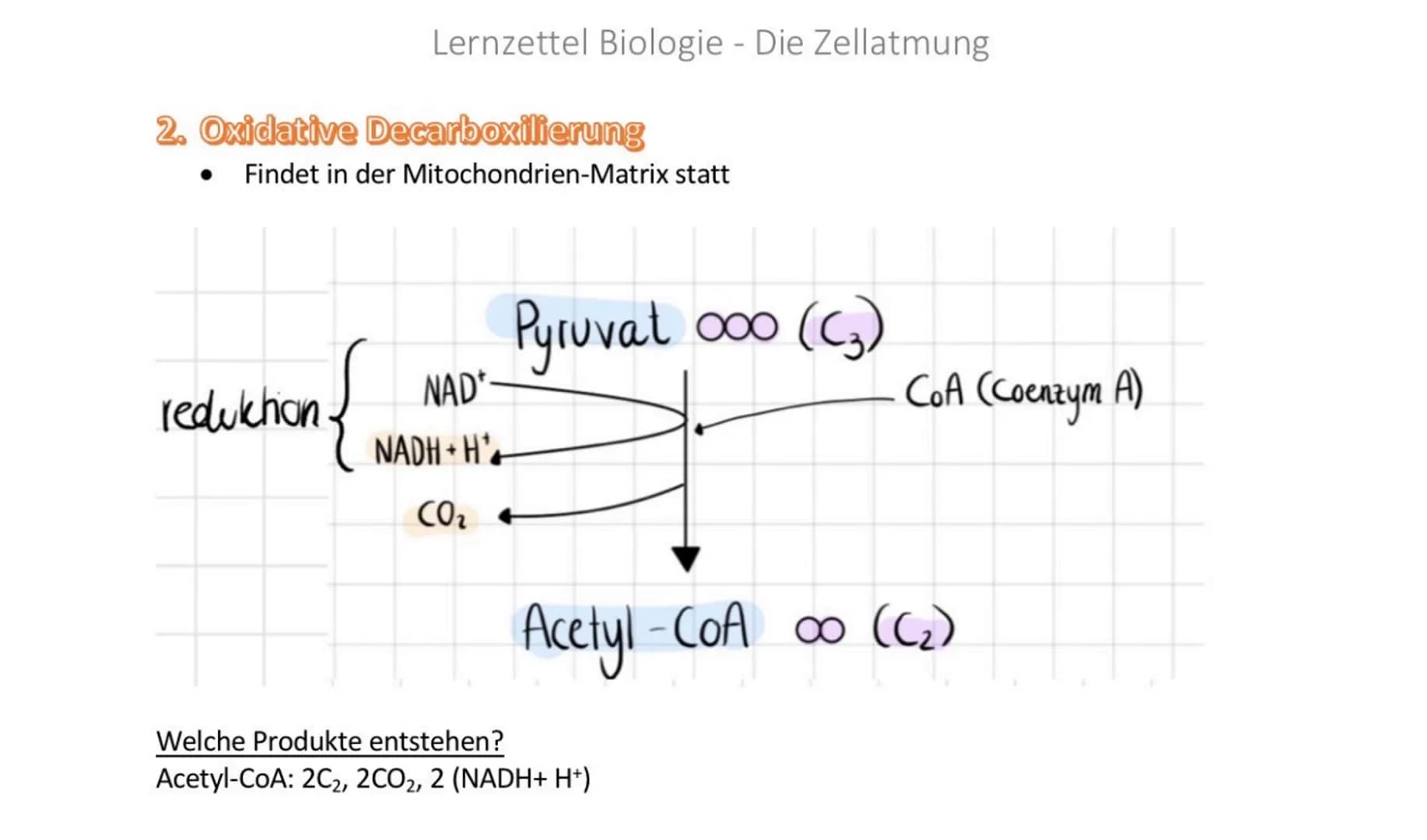 Lernzettel Biologie - Die Zellatmung

Grundprinzipien von Stoffwechselwegen

Organische Stoffe:
z.B. Kohlenhydrate, Fette und Eiweiße

Exerg