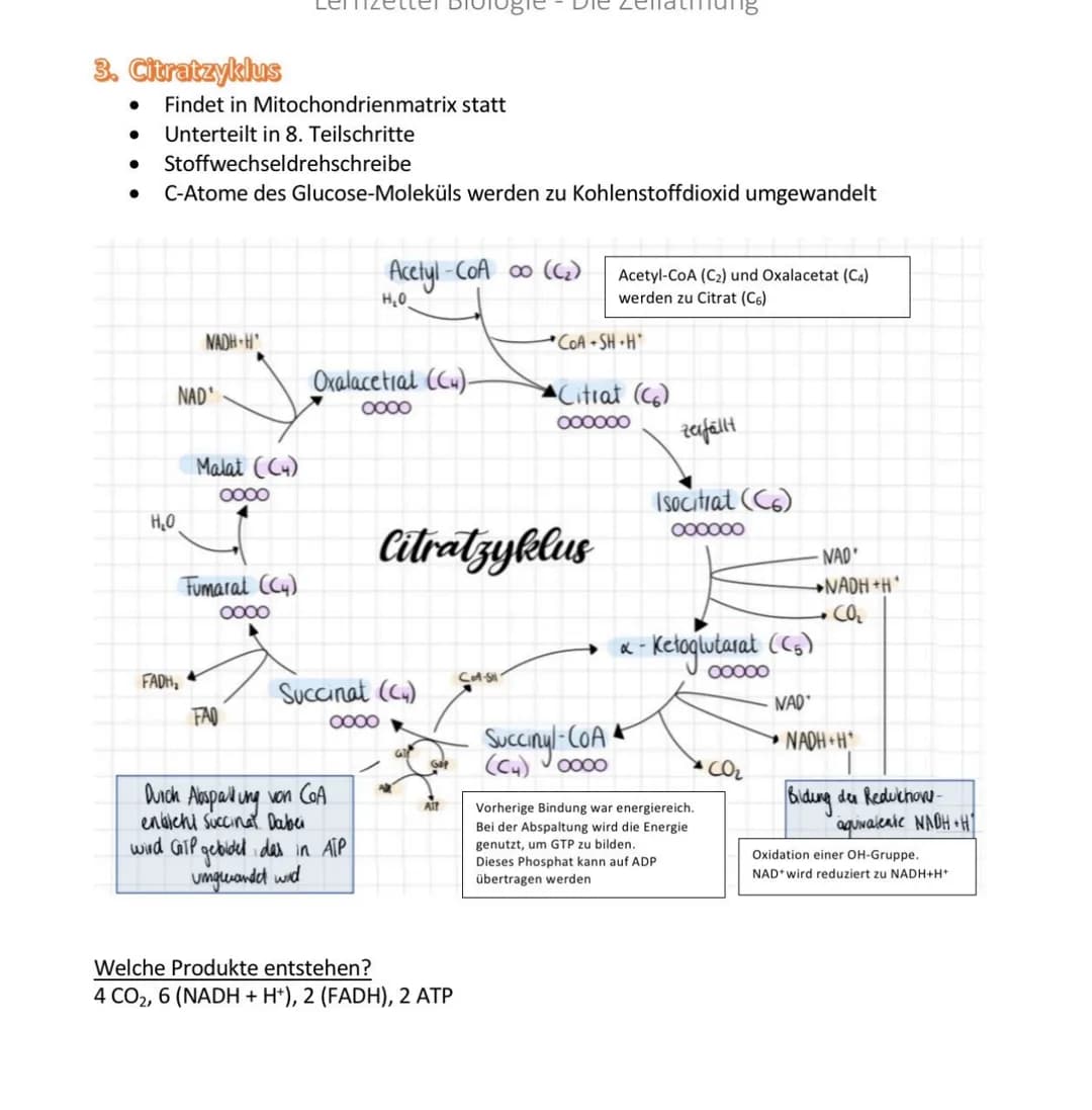 Lernzettel Biologie - Die Zellatmung

Grundprinzipien von Stoffwechselwegen

Organische Stoffe:
z.B. Kohlenhydrate, Fette und Eiweiße

Exerg