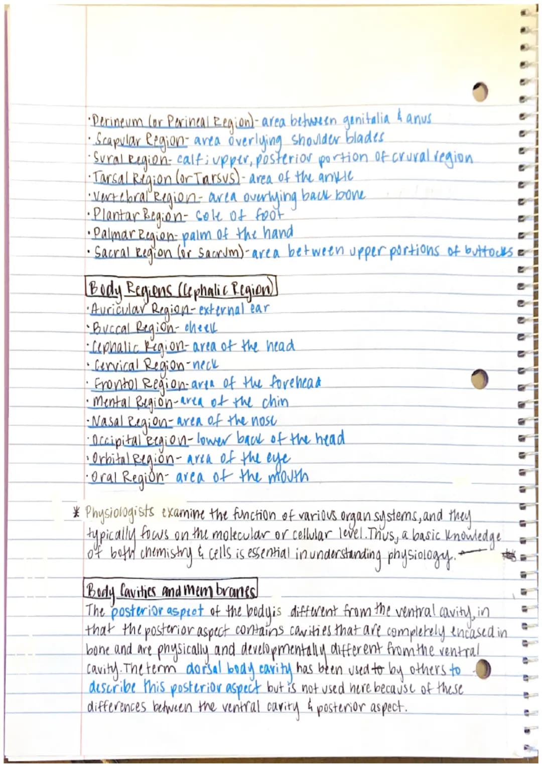 Chapter 1 Notes

•Anatomy-the study of structure and form
→the word anatomy is derived from the Greek word
anatome, which means to cut apart