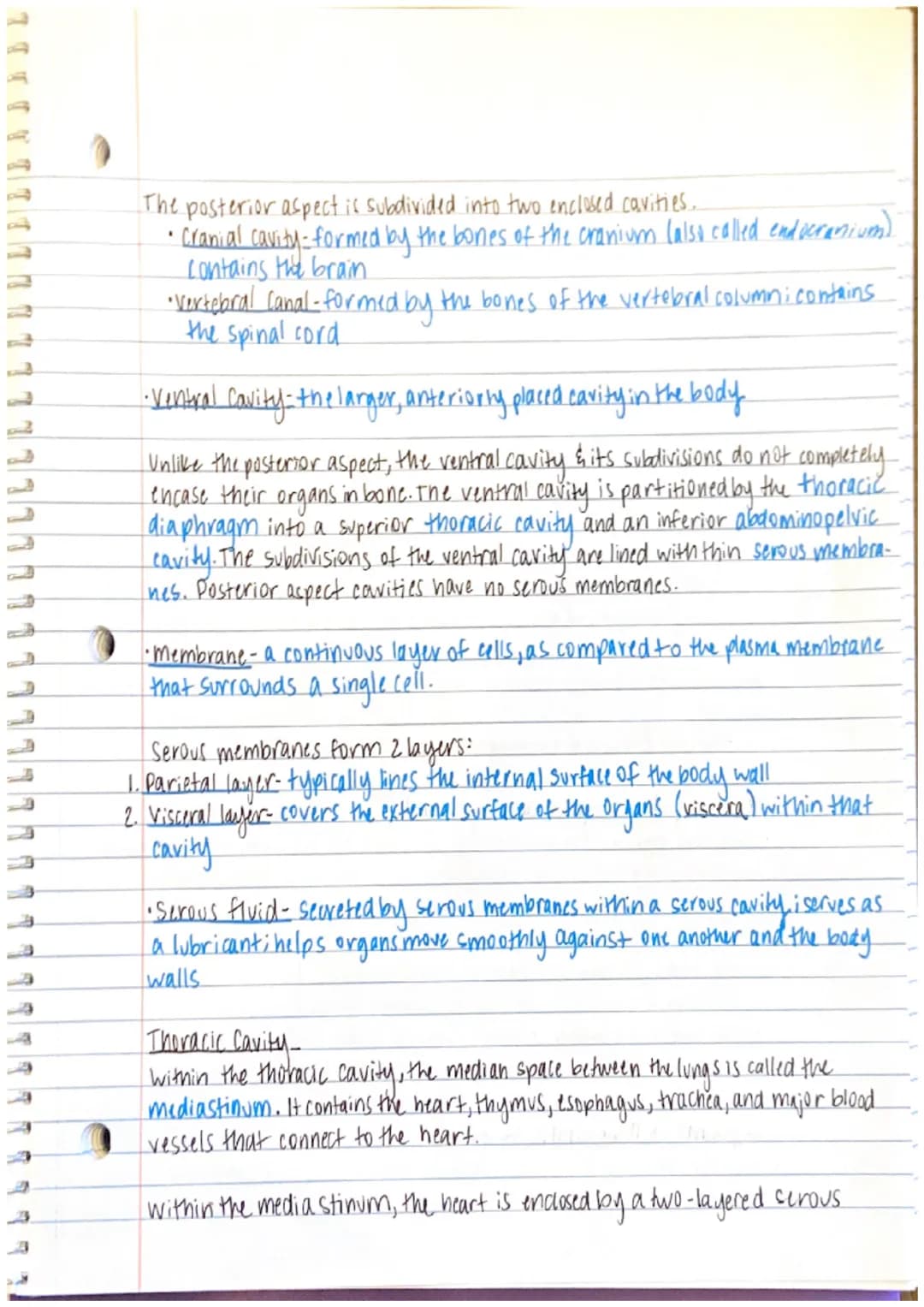 Chapter 1 Notes

•Anatomy-the study of structure and form
→the word anatomy is derived from the Greek word
anatome, which means to cut apart