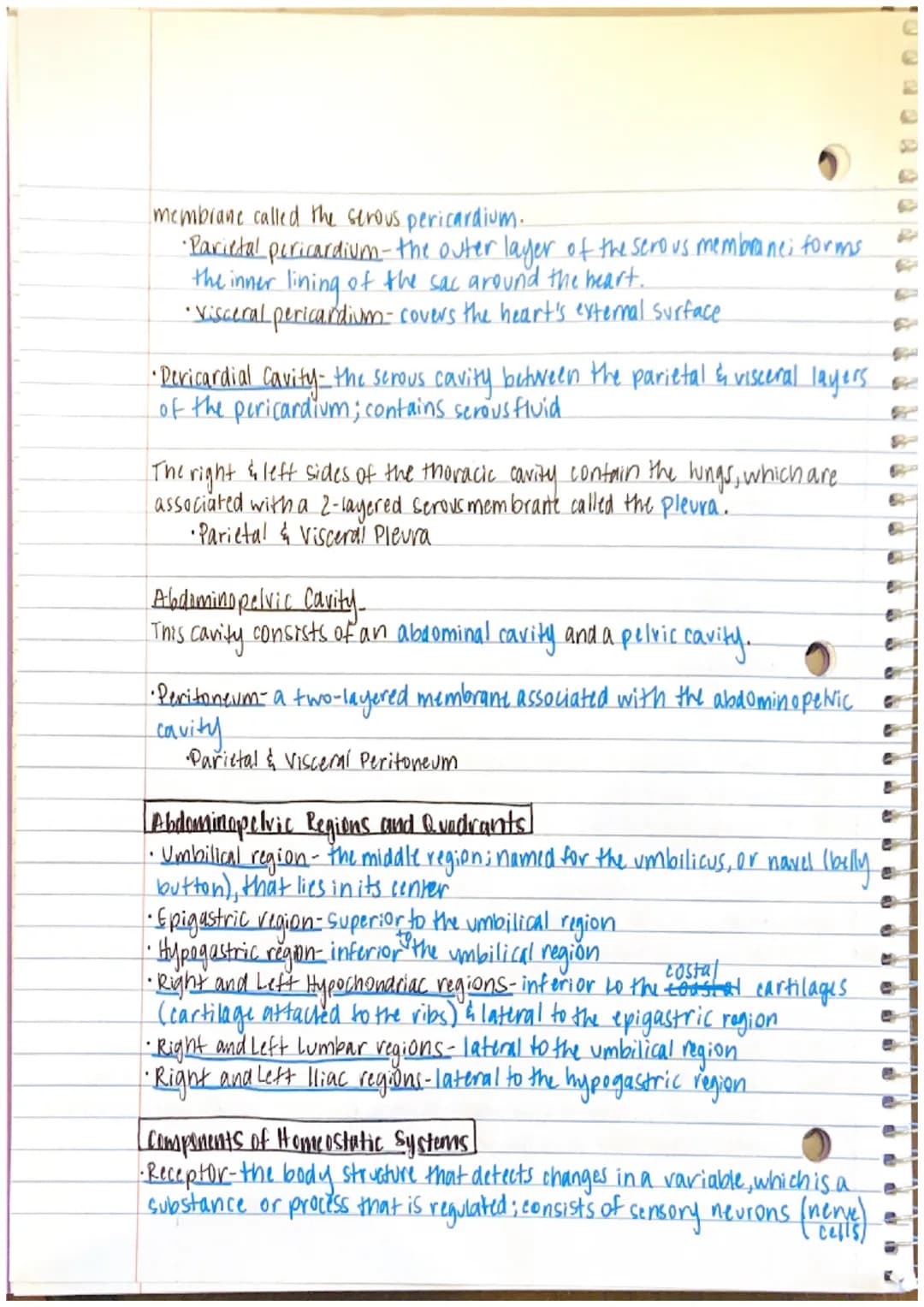 Chapter 1 Notes

•Anatomy-the study of structure and form
→the word anatomy is derived from the Greek word
anatome, which means to cut apart