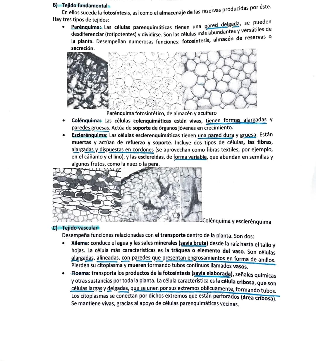 # LAS PLANTAS: HISTOLOGÍA, FUNCIONES Y ADAPTACIONES AL MEDIO

Contenidos
1. Histología vegetal
2. Funciones de nutrición en las plantas.
2.1