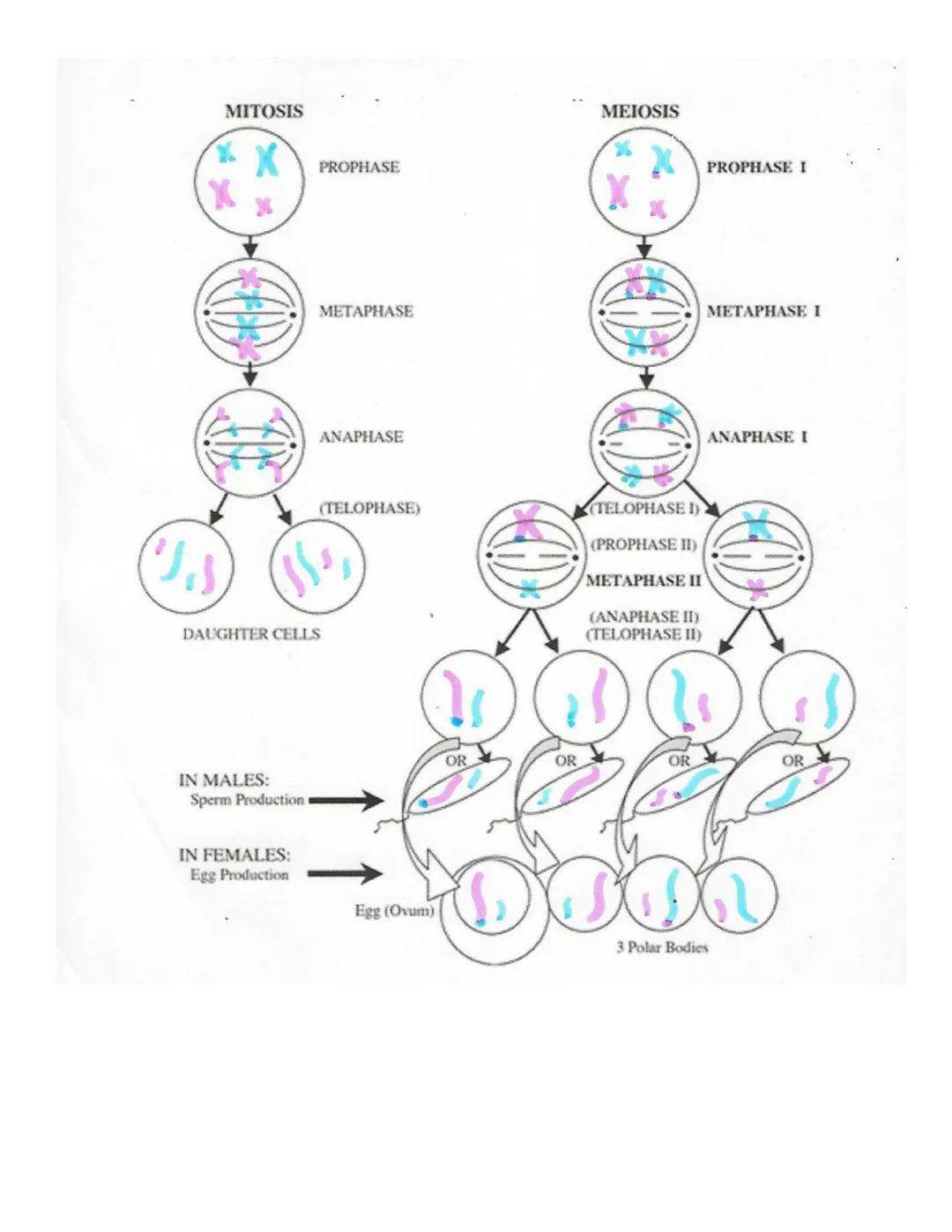 # Lab 10 Mitosis and Meiosis

Lab Outcomes

Define mitosis and meiosis and relate these processes to growth, repair, and reproduction in org