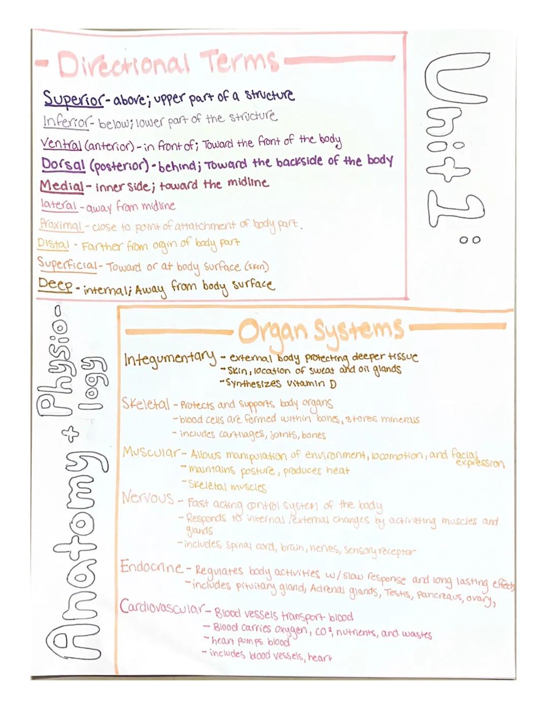 -Directional Terms
Superior-above; upper part of a structure
Inferior- below; lower part of the structure
Ventral (anterior)- in front of; T