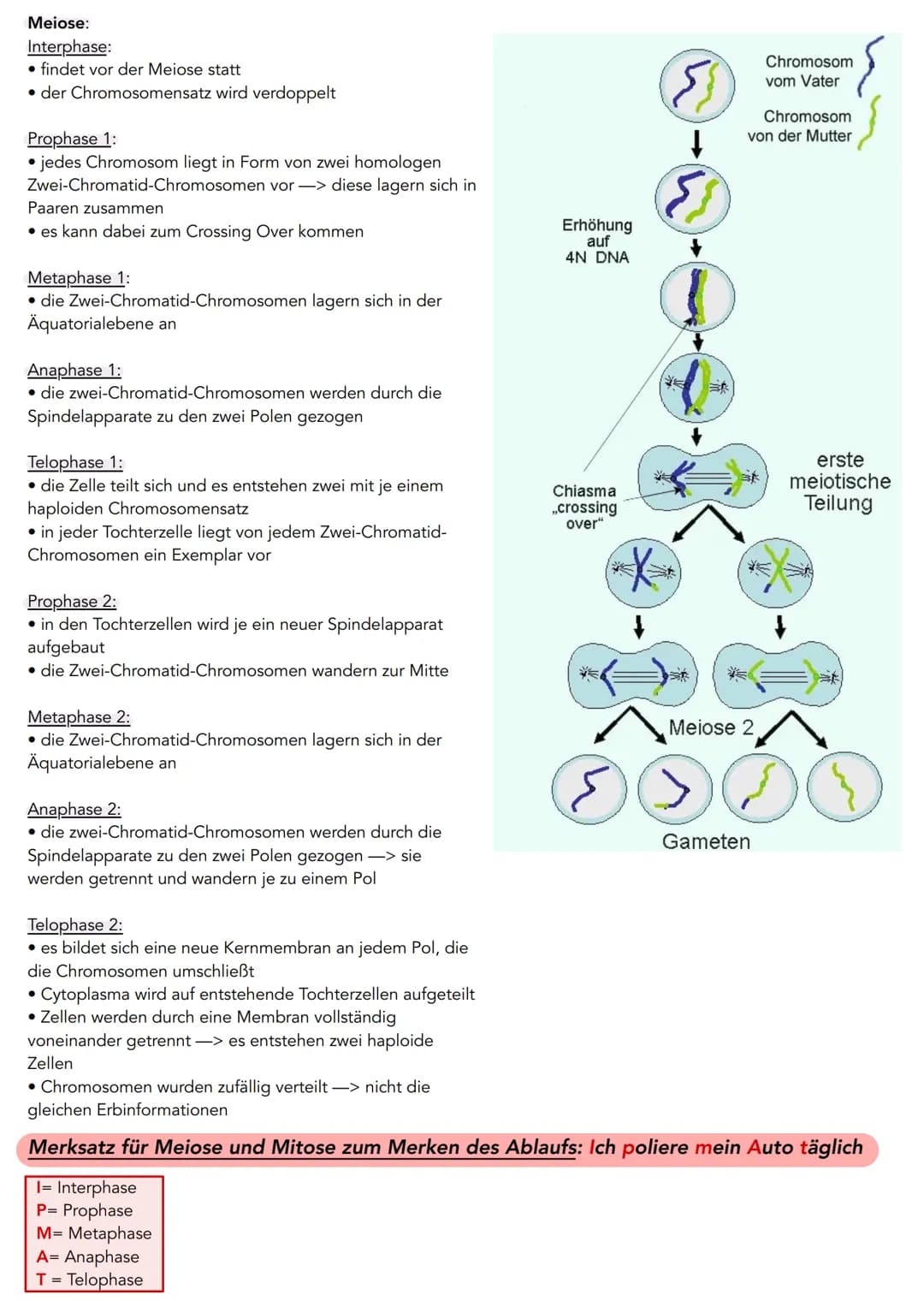 # Der Zellzyklus

Mitose:

| Vergleichsaspekt | Meiose |
| ----------- | ----------- |
| Wachstum, Regeneration und Vermehrung von Körperzel