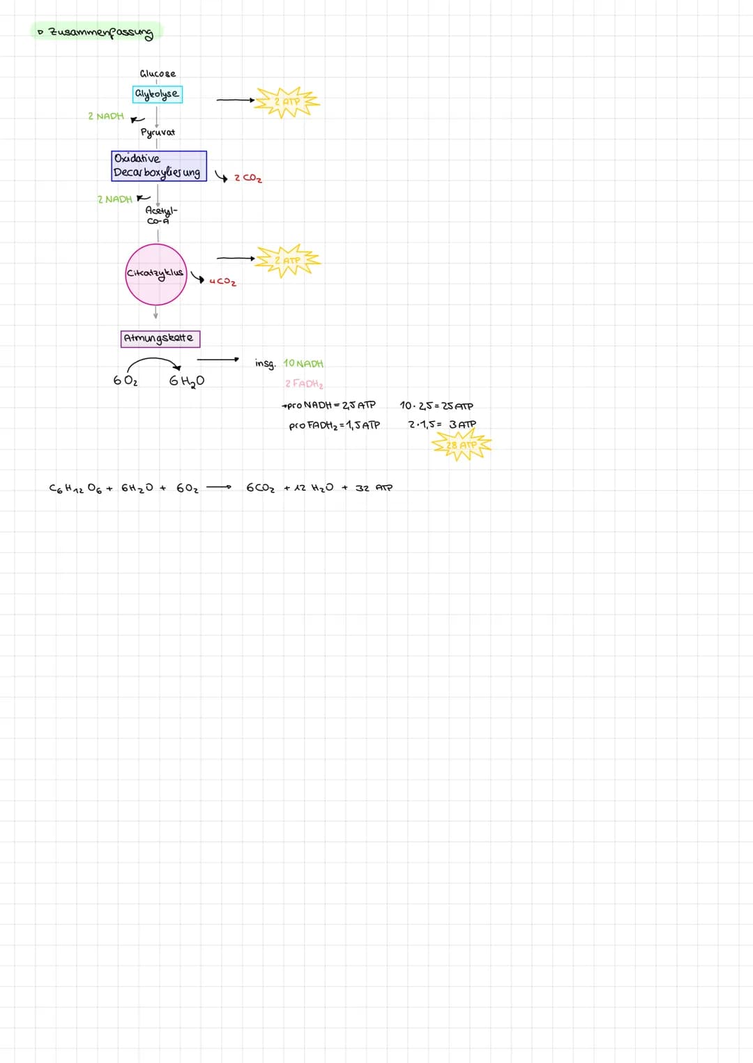 # Zellatmung (Dissimilation)

→ Energiegewinnung aus Glukose
→ Reaktionsgleichung: $C_6H_{12}O_6 + 6H_2O + 6O_2 \rightarrow 6CO_2 + 12H_2O$
