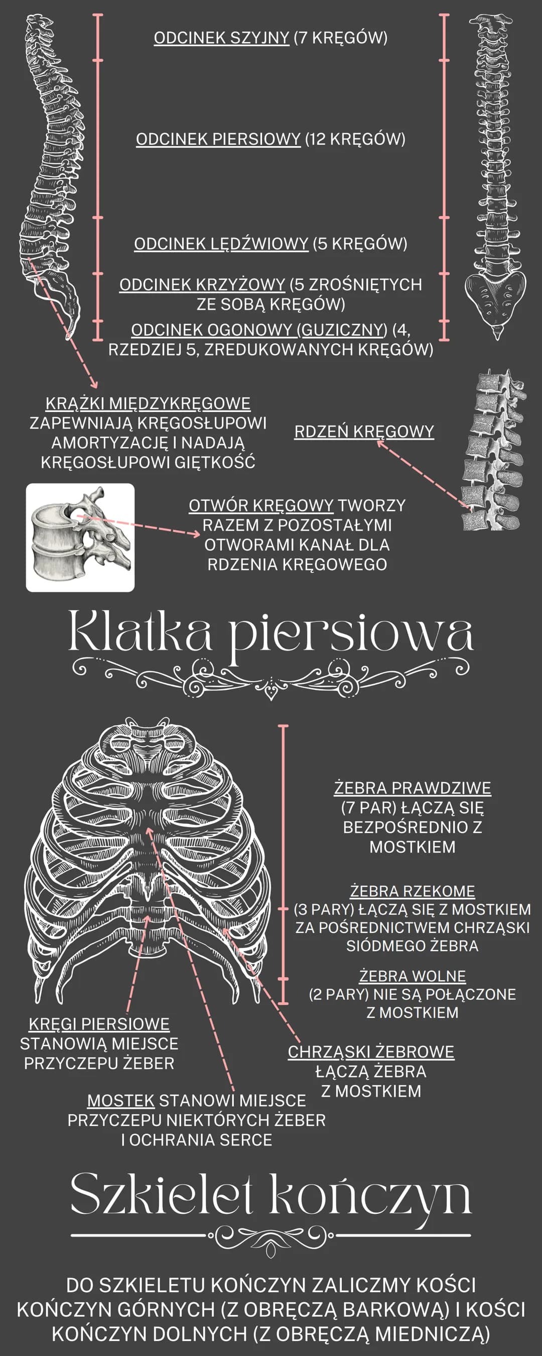 # Uklad ruchu

OGÓLNA BUDOWA I FUNKCJE SZKIELETU
RODZAJE POŁĄCZEŃ KOŚCI
SZKIELET OSIOWY I SZKIELET KOŃCZYN
BUDOWA I FUKCJONOWANIE MIĘŚNI SZK