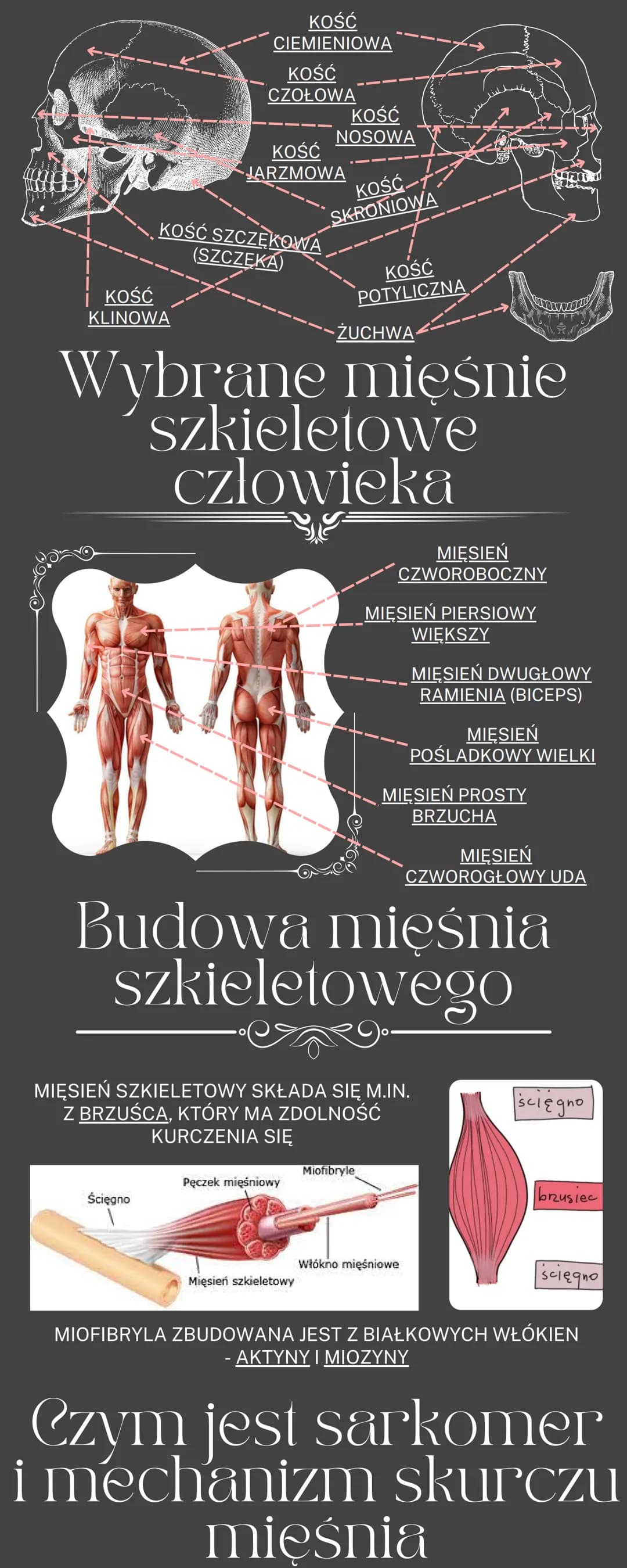 # Uklad ruchu

OGÓLNA BUDOWA I FUNKCJE SZKIELETU
RODZAJE POŁĄCZEŃ KOŚCI
SZKIELET OSIOWY I SZKIELET KOŃCZYN
BUDOWA I FUKCJONOWANIE MIĘŚNI SZK