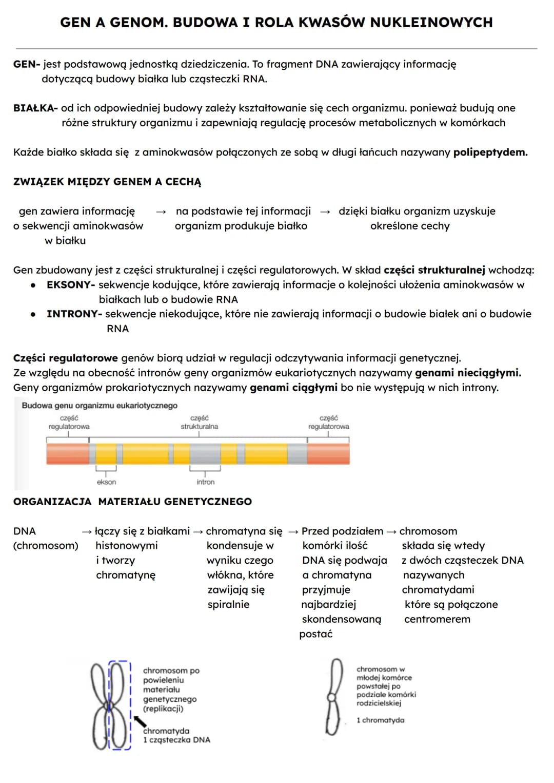 # GEN A GENOM. BUDOWA I ROLA KWASÓW NUKLEINOWYCH

GEN- jest podstawową jednostką dziedziczenia. To fragment DNA zawierający informację
dotyc