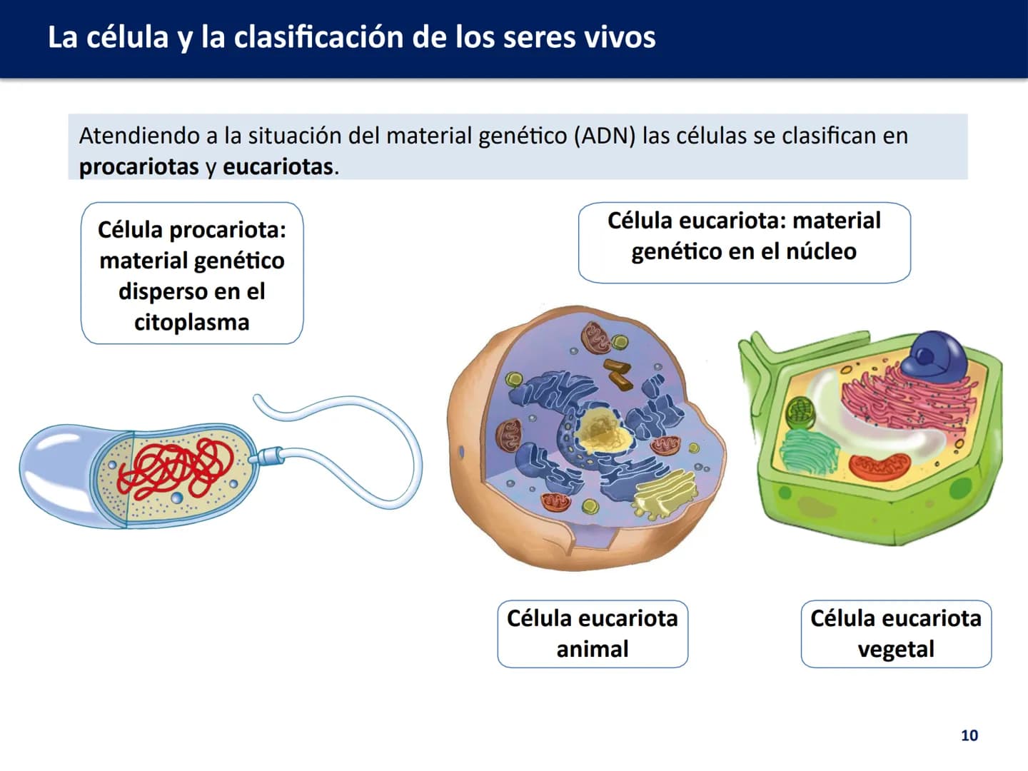U.D. 1: LA CÉLULA Y LA
CLASIFICACIÓN DE LOS
SERES VIVOS

Biología y Geología # La célula y la clasificación de los seres vivos

ÍNDICE:

1. 