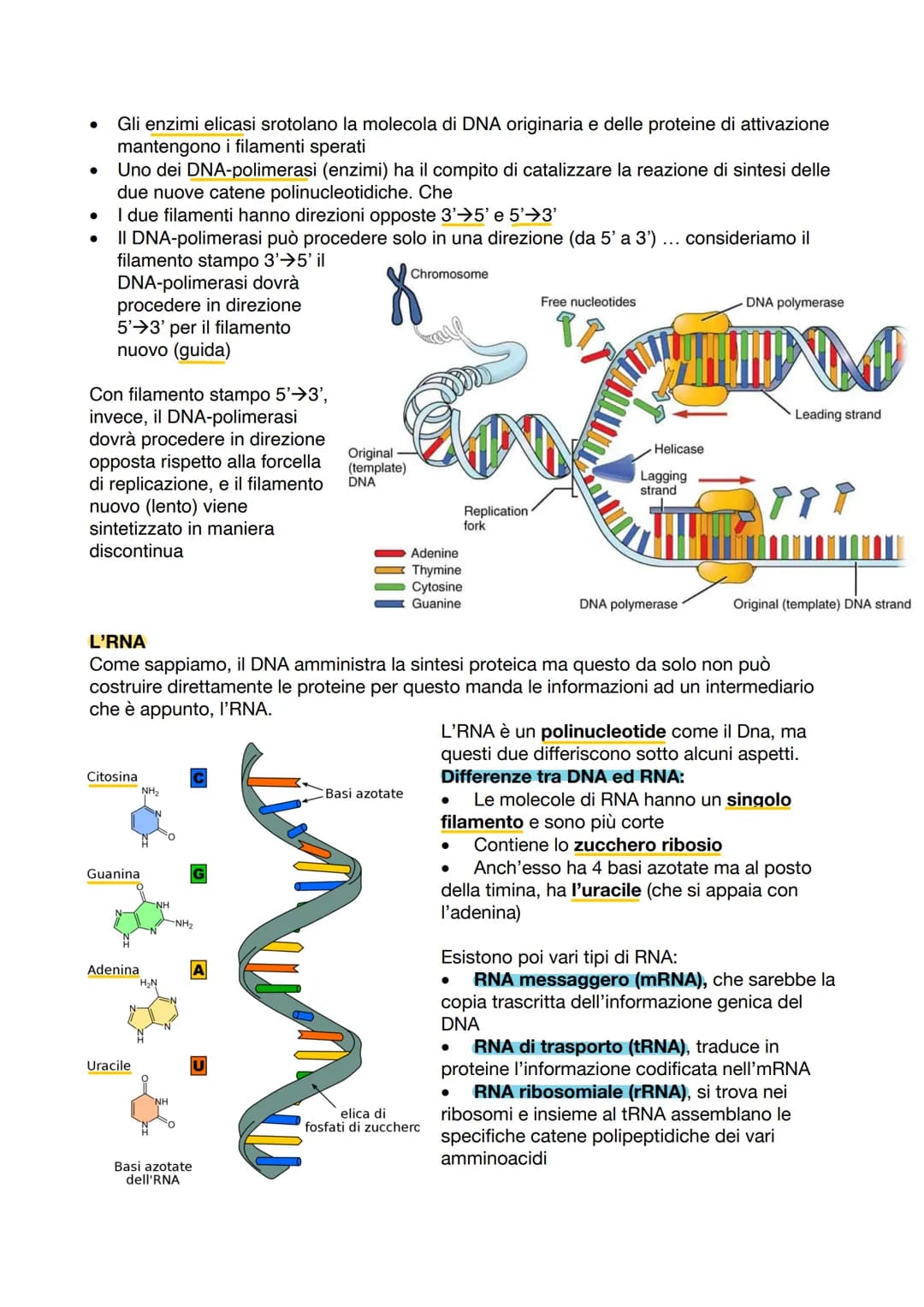 # IL DNA

## LA STRUTTURA DEL DNA

Watson e Crick scoprono la struttura elicoidale del DNA, spiegando che questa è costituita
da 2 filamenti