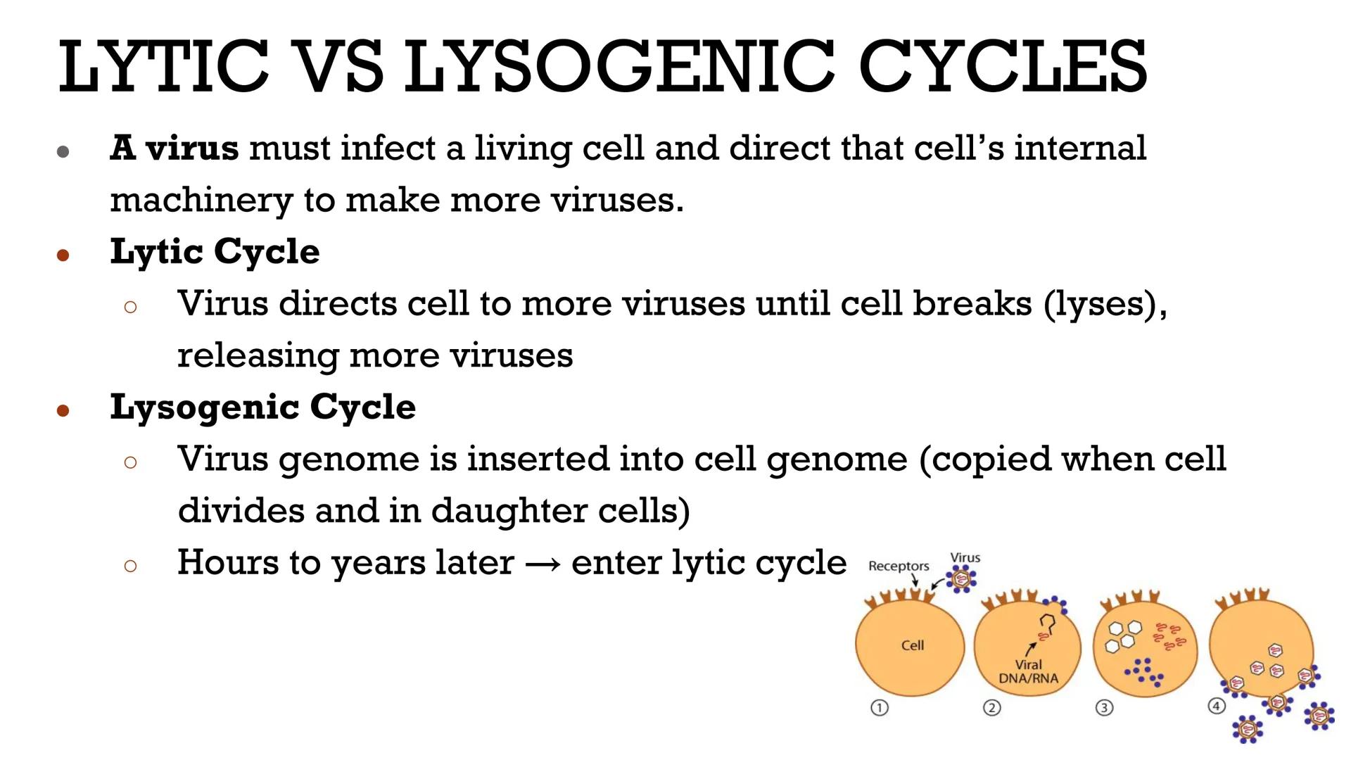 # VIRUSES &
# BACTERIA

Biology # VIRUSES: LIVING OR NO'

*   Most biologists do not consider
viruses to be alive.

    *   A virus has no c