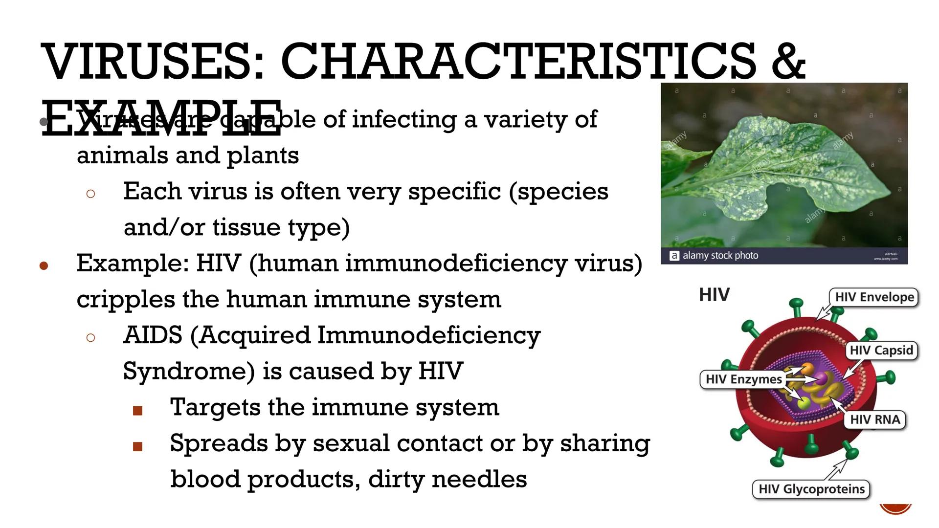 # VIRUSES &
# BACTERIA

Biology # VIRUSES: LIVING OR NO'

*   Most biologists do not consider
viruses to be alive.

    *   A virus has no c