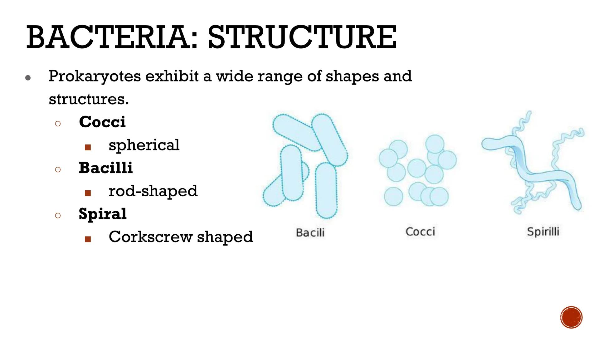 # VIRUSES &
# BACTERIA

Biology # VIRUSES: LIVING OR NO'

*   Most biologists do not consider
viruses to be alive.

    *   A virus has no c