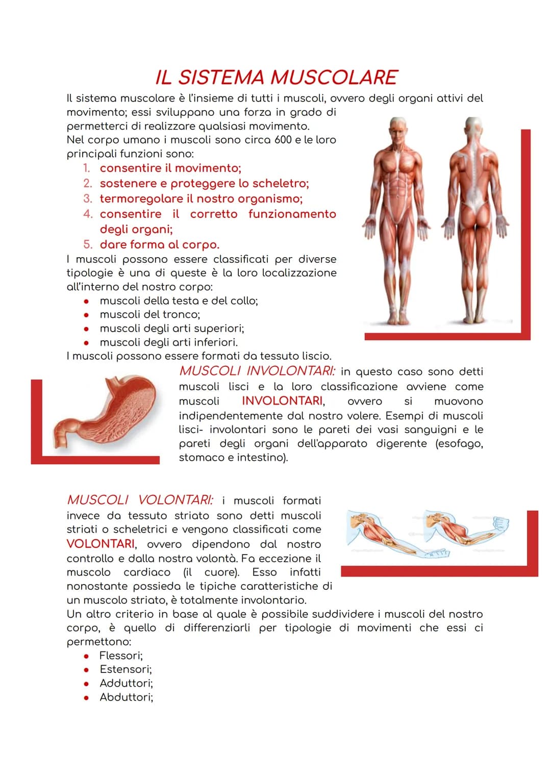 # IL SISTEMA MUSCOLARE

Il sistema muscolare è l'insieme di tutti i muscoli, ovvero degli organi attivi del
movimento; essi sviluppano una f