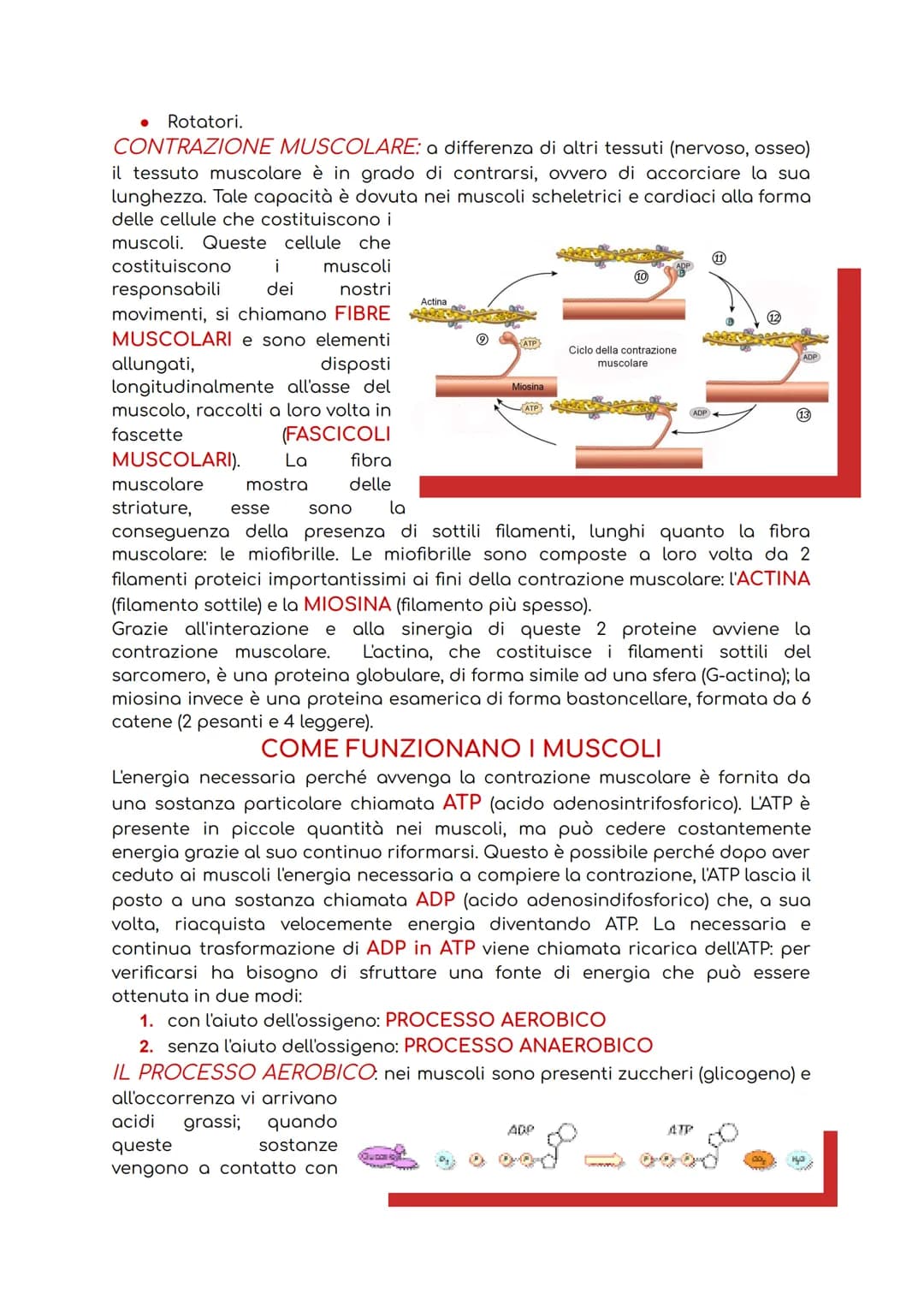 # IL SISTEMA MUSCOLARE

Il sistema muscolare è l'insieme di tutti i muscoli, ovvero degli organi attivi del
movimento; essi sviluppano una f