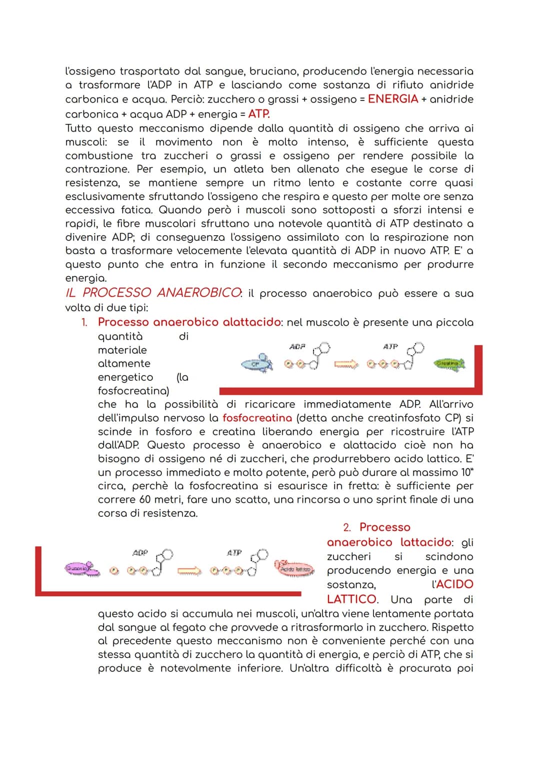 # IL SISTEMA MUSCOLARE

Il sistema muscolare è l'insieme di tutti i muscoli, ovvero degli organi attivi del
movimento; essi sviluppano una f