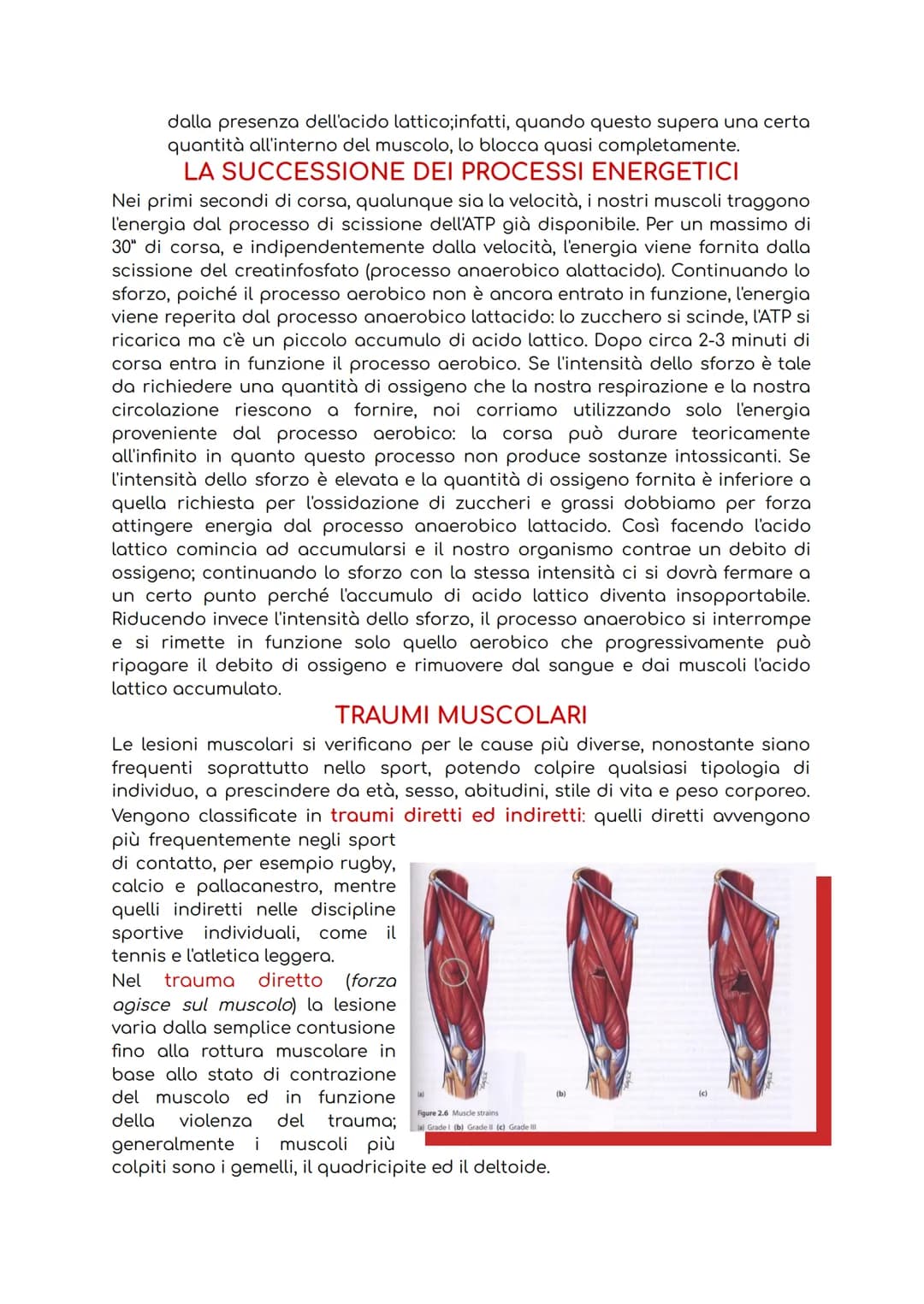 # IL SISTEMA MUSCOLARE

Il sistema muscolare è l'insieme di tutti i muscoli, ovvero degli organi attivi del
movimento; essi sviluppano una f