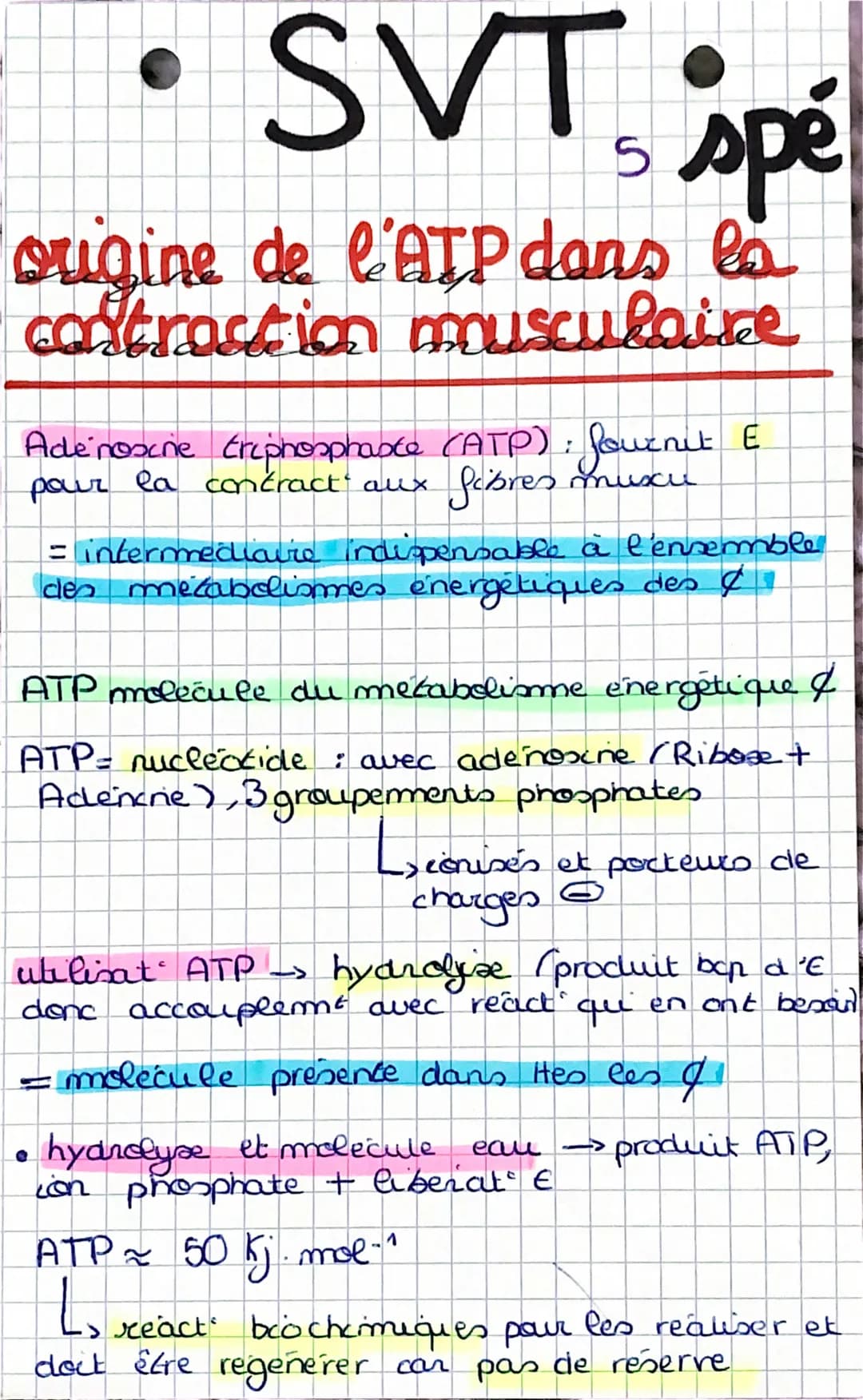 - SVT spé

origine de l'ATP dans la
contraction musculaire

Adénosine triphosphate (ATP): fournit E
pour la contract aux fibres muxи

= inte