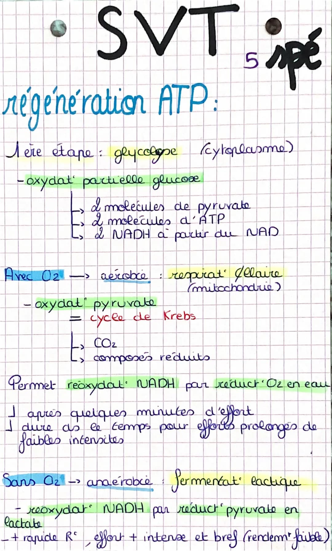 - SVT spé

origine de l'ATP dans la
contraction musculaire

Adénosine triphosphate (ATP): fournit E
pour la contract aux fibres muxи

= inte