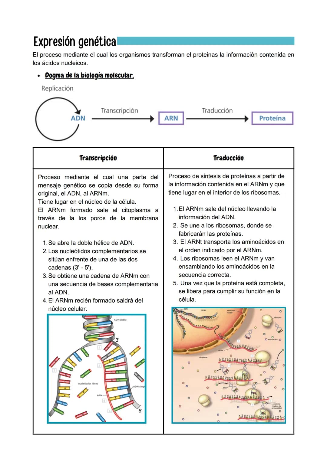 Genética Molecular

Ácidos nucleicos.

- Estructura.

Son macromoléculas, formadas por la unión de nucleótidos, que son moléculas más
sencil