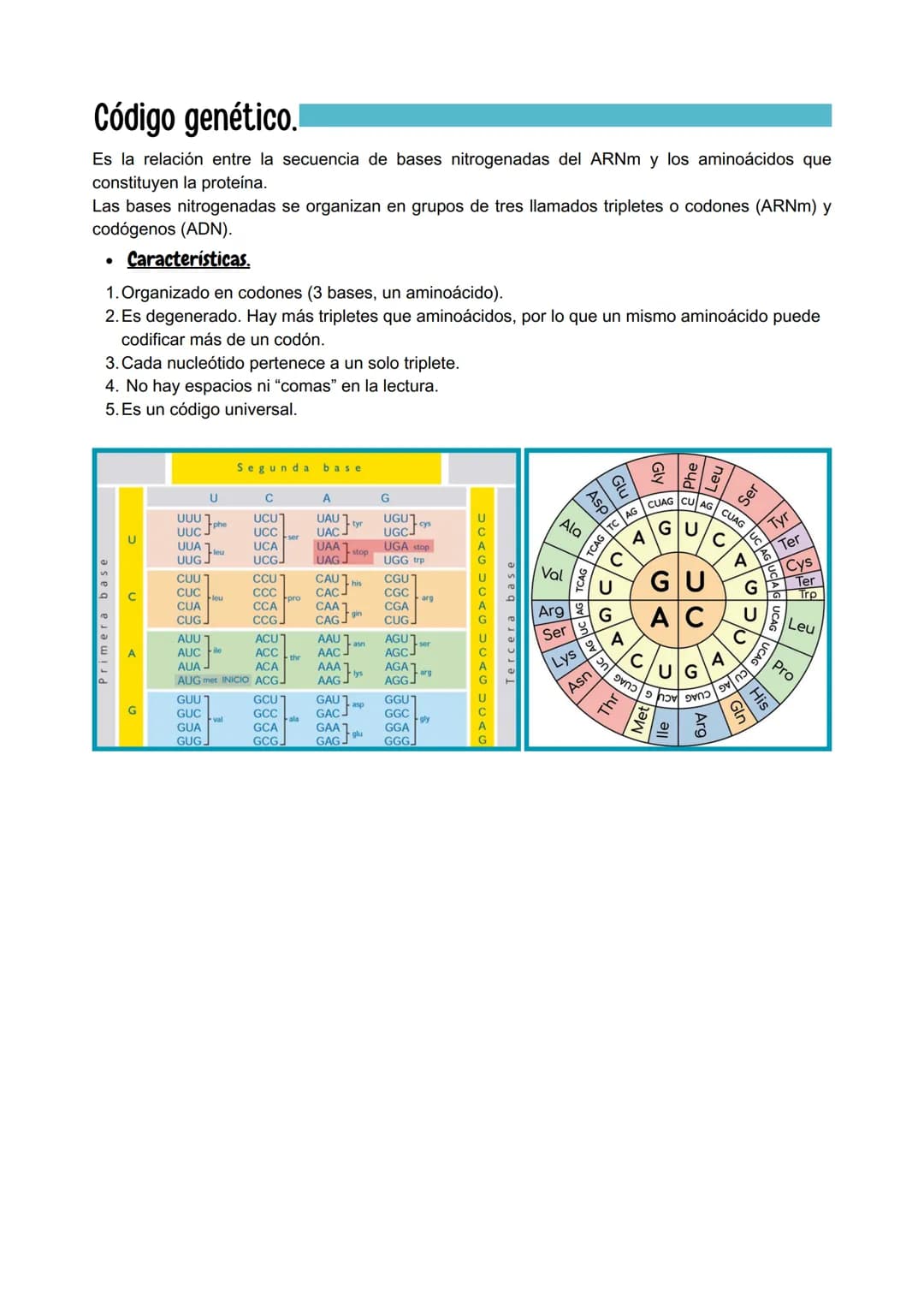 Genética Molecular

Ácidos nucleicos.

- Estructura.

Son macromoléculas, formadas por la unión de nucleótidos, que son moléculas más
sencil