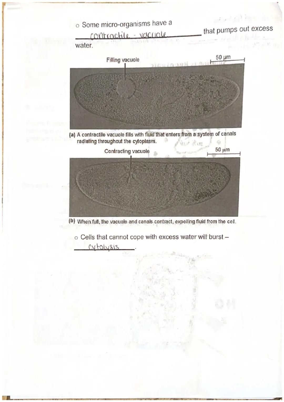 Maryanna S.

Biology I Unit 3 Cell Structure, Function, and Transport Notes

Discovery of the Cell

Robert Hooke (English scientist) observe