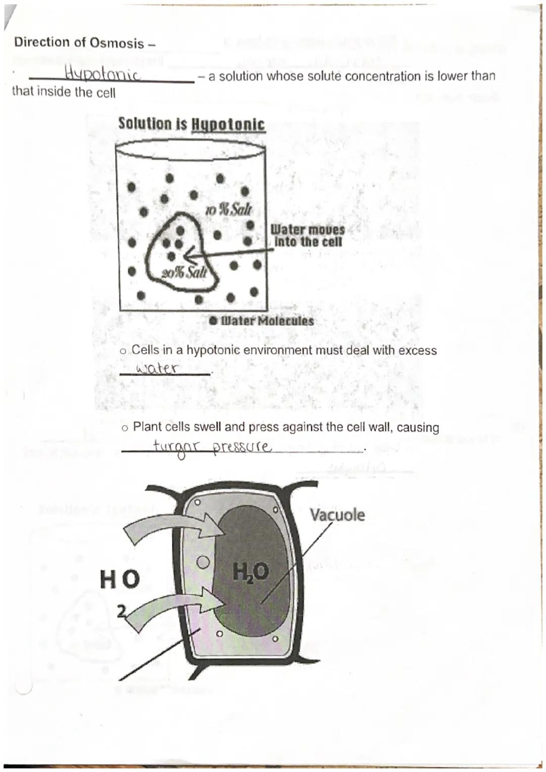 Maryanna S.

Biology I Unit 3 Cell Structure, Function, and Transport Notes

Discovery of the Cell

Robert Hooke (English scientist) observe