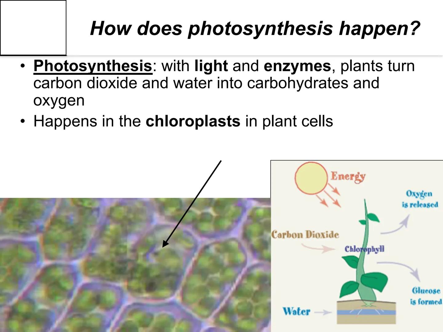 # Autotroph and
# Heterotroph.
# Project
# -CAROL CHEN-

AUTOTROPHS vs. HETEROTROPHS # How does photosynthesis happen?

• Photosynthesis: wi