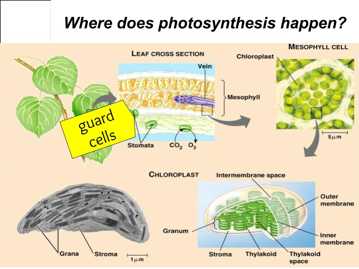 # Autotroph and
# Heterotroph.
# Project
# -CAROL CHEN-

AUTOTROPHS vs. HETEROTROPHS # How does photosynthesis happen?

• Photosynthesis: wi
