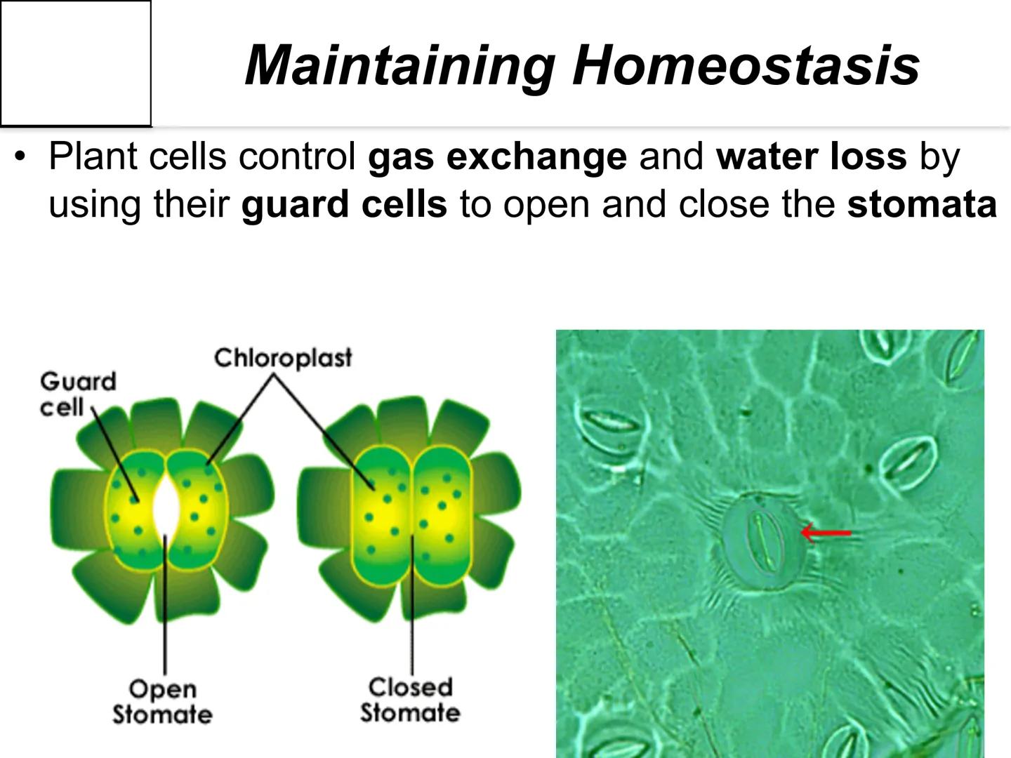 # Autotroph and
# Heterotroph.
# Project
# -CAROL CHEN-

AUTOTROPHS vs. HETEROTROPHS # How does photosynthesis happen?

• Photosynthesis: wi
