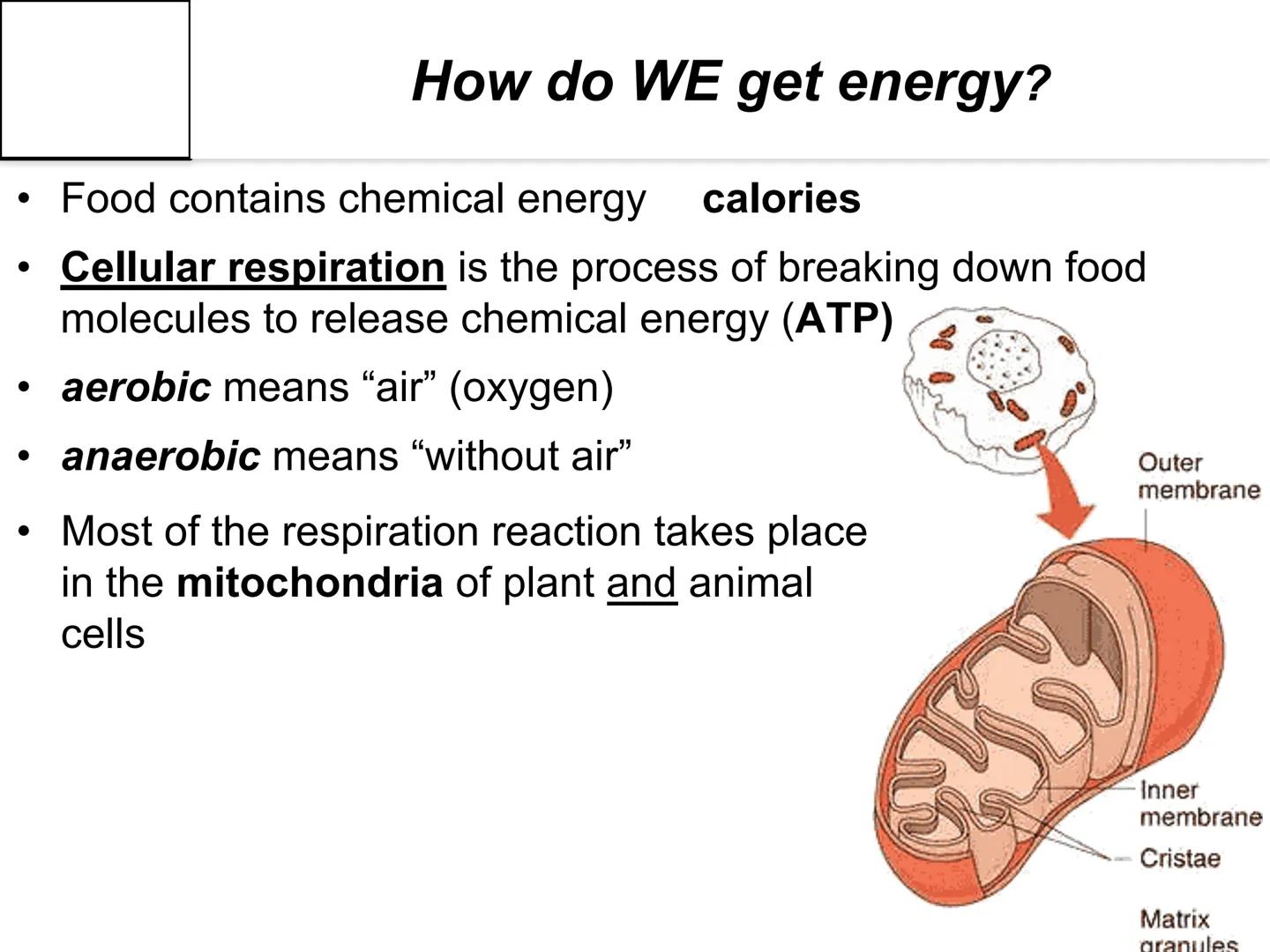 # Autotroph and
# Heterotroph.
# Project
# -CAROL CHEN-

AUTOTROPHS vs. HETEROTROPHS # How does photosynthesis happen?

• Photosynthesis: wi