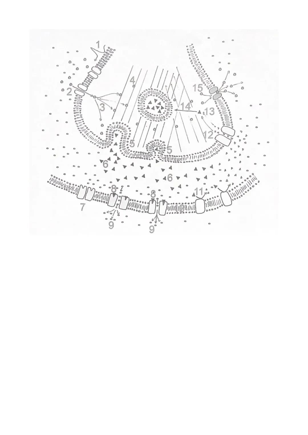 Die chemische Synapse in ihrer Funktion

|   |                                                                                              
