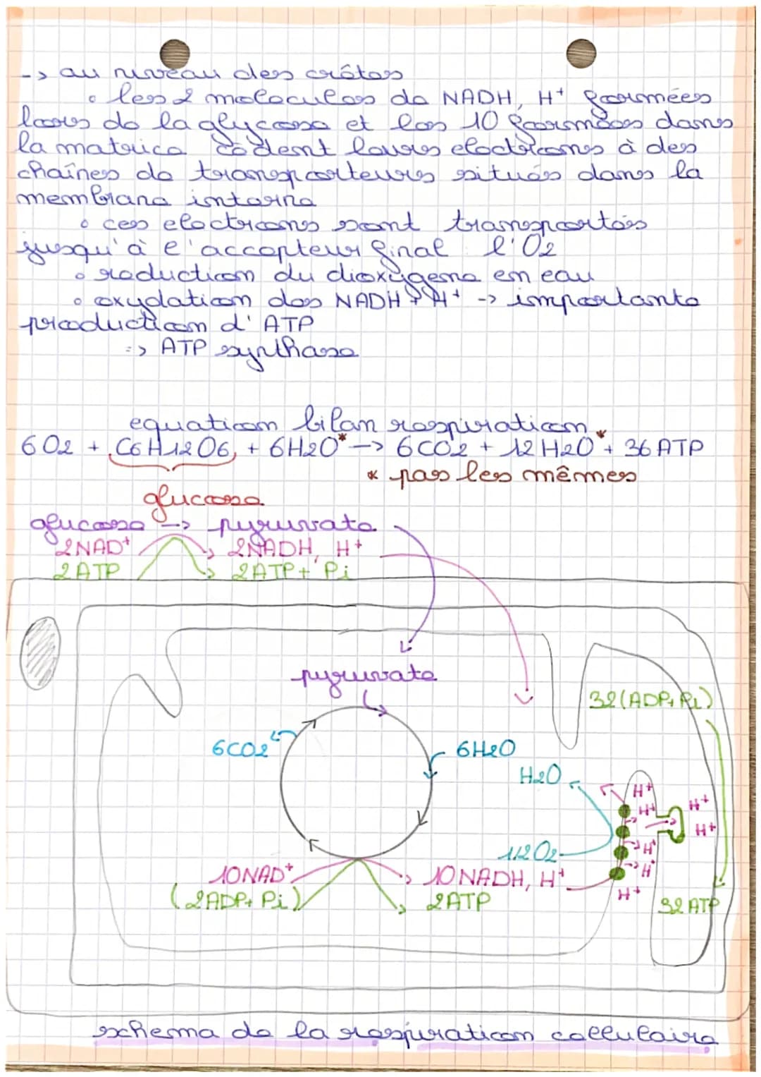 NEURO
chapy

definition

• respiraticom collulaire degradaticon complota.
degradation complota
du afuccosa en prasance d'
d'oxygene,
η
una l