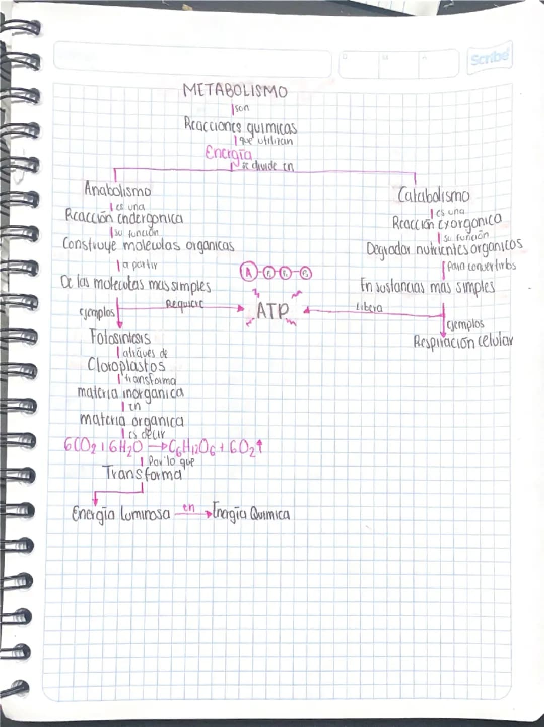 D
M
Scribe
Catabolismo
Ies una
Reacción crorgonica
su funcion
Degradar nutrientes organicos
Ipara convertirbs
En sustancias mas simples
4
Li