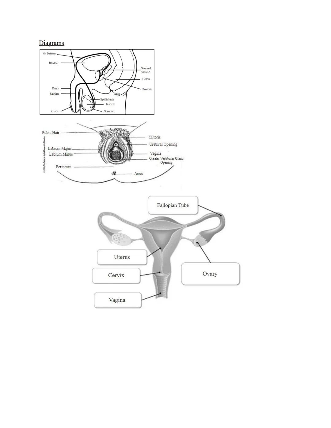 Reproductive System
*   Secrete Sex Hormones
*   Gonads
    *   Male - Testes
    *   Female - Ovaries
*   Gametes
    *   Male - Sperm
    