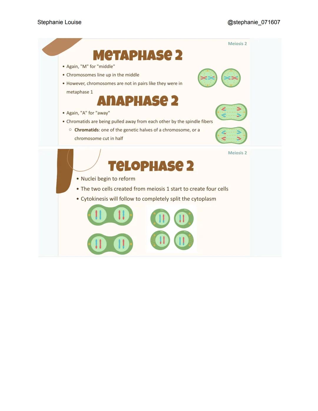 Stephanie Louise

INTRODUCTION TO
MEIOSIS
THE LIVING EARTH

XX
XX
XX
300

INTERPHASE
*   Like in mitosis, interphase occurs before meiosis e