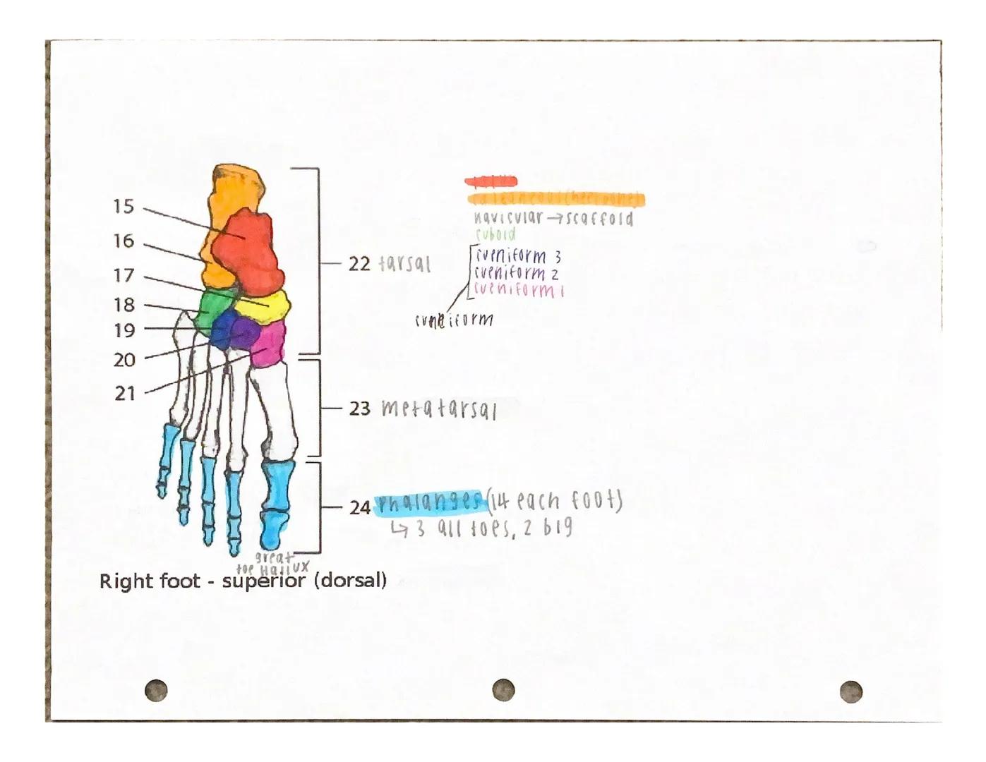 Under the appropriate heading, color the bones that create the axial skeleton RED and
color the bones that create the appendicular skeleton 