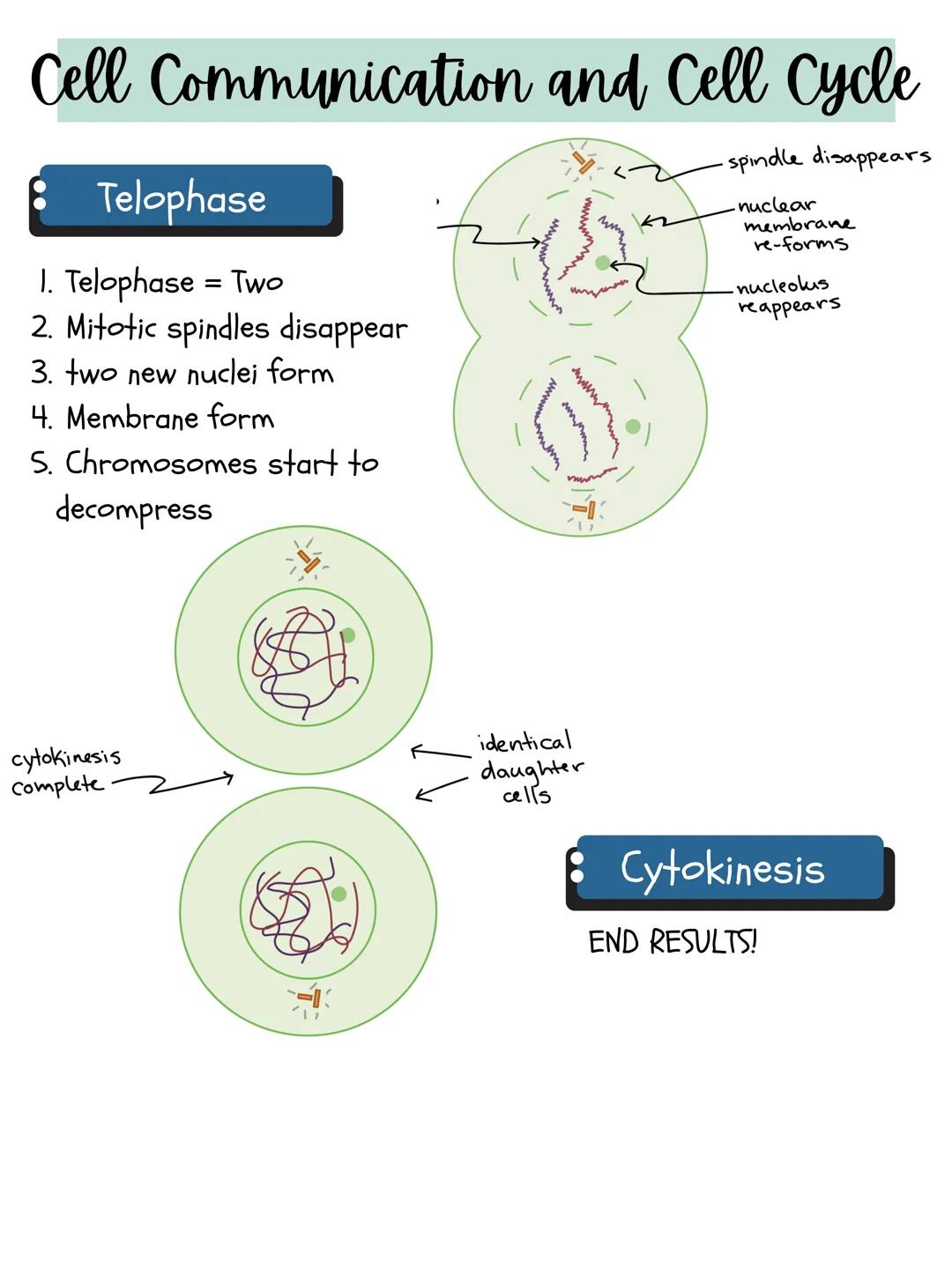 # Cell Communication and Cell Cycle

1
Signal transduction

Cell communicate through cell-cell contact
and through cell signaling.

•	it's d