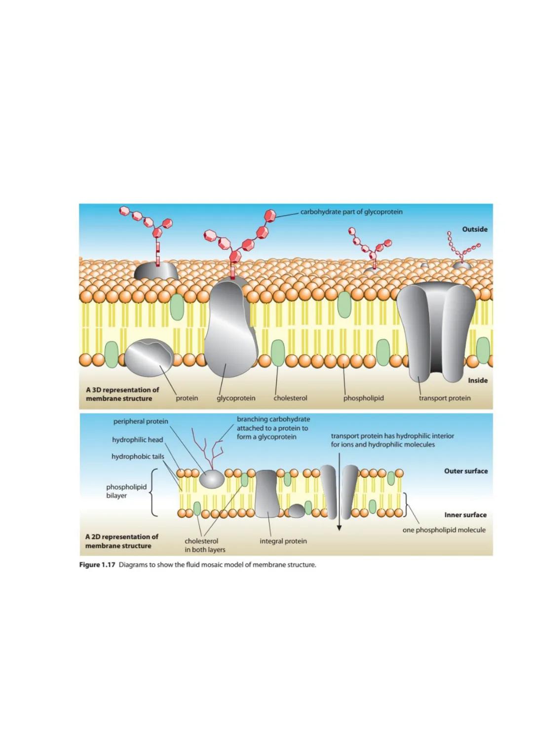 # CELL BIOLOGY 1 (SUMMARY)

## 1.1 Introduction to cells

The Cell Theory

The cell theory has three main principles: the cell is the smalle
