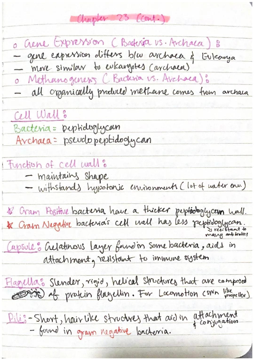 Chapter 23: Prokaryotes

Prokaryotes:
- Smallest & simplest & most abundant forms of life
- oniginated 3.5 bil. years ago.
- Fall into two d