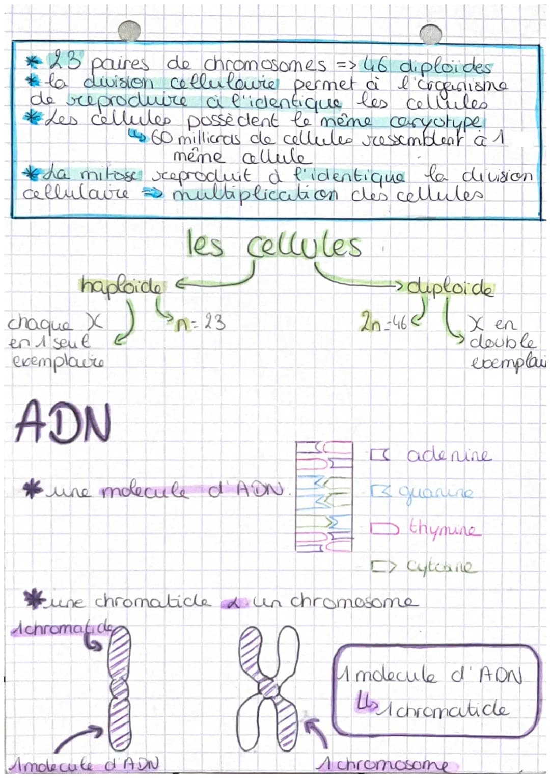 chap 1 transmission,
A
variation et expression du patrimoine
W
Definitions
genetique

• cellule oeuf Mere ceflule de l'individu,
 issu de la