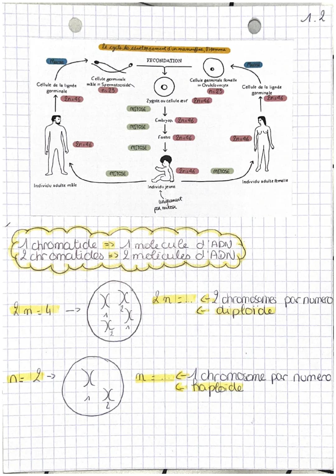 chap 1 transmission,
A
variation et expression du patrimoine
W
Definitions
genetique

• cellule oeuf Mere ceflule de l'individu,
 issu de la