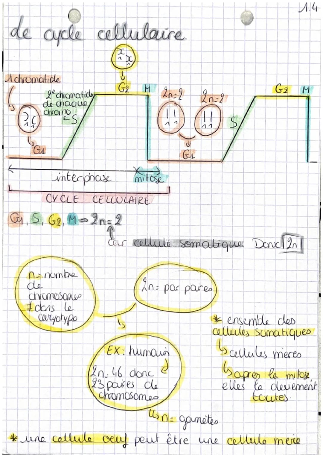 chap 1 transmission,
A
variation et expression du patrimoine
W
Definitions
genetique

• cellule oeuf Mere ceflule de l'individu,
 issu de la
